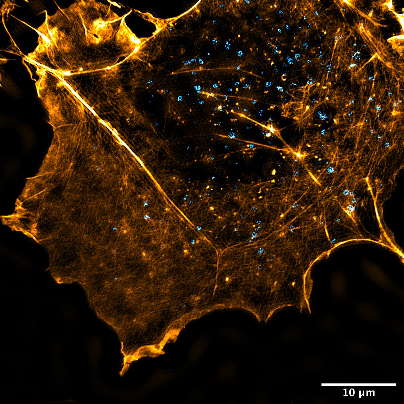 Image description: COS7 SEPT7 a-Tubulin F-actin