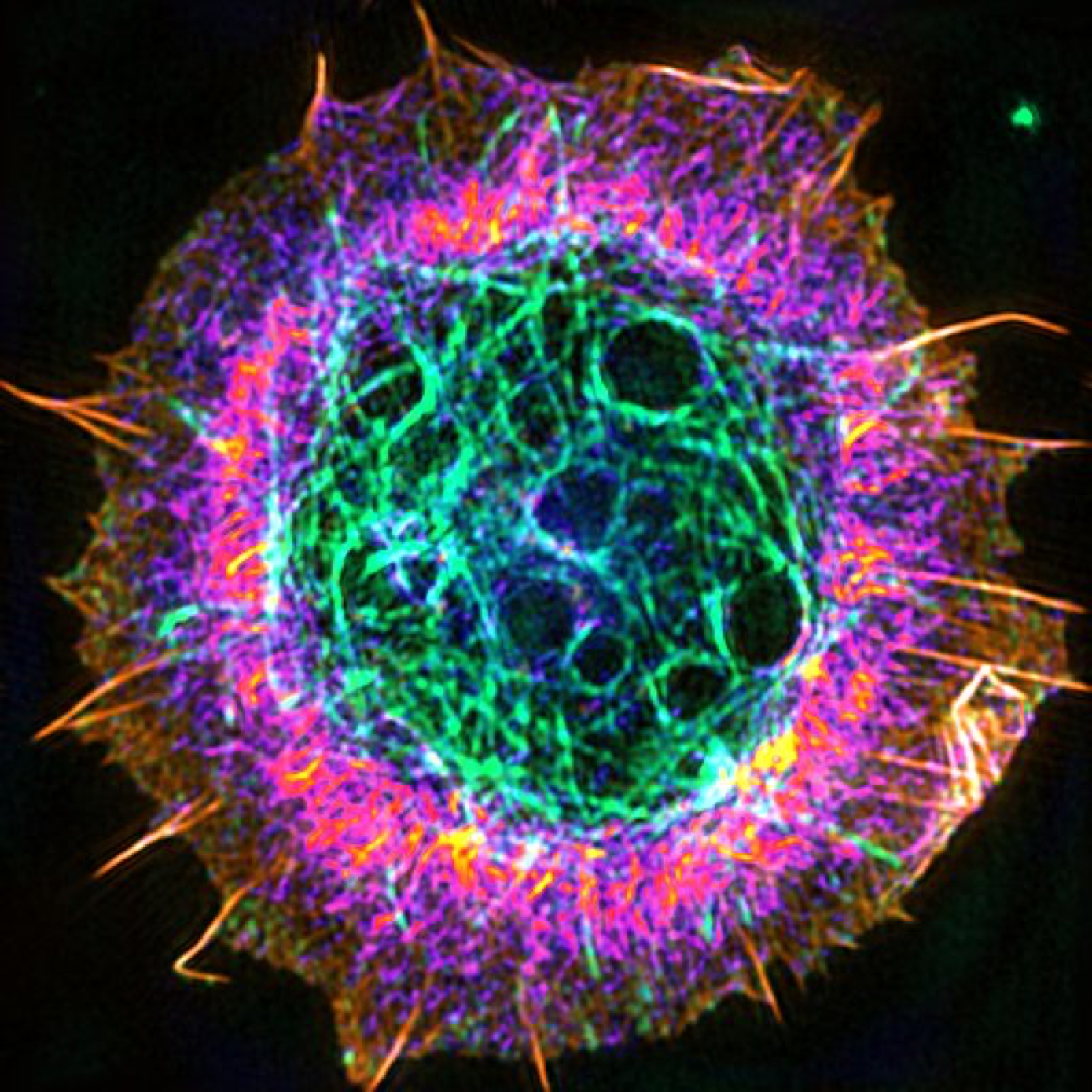 Image description: Baby Neuron